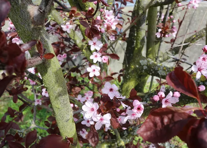 Residenz Bellevue Exklusive 39 * ツィノヴィッツ